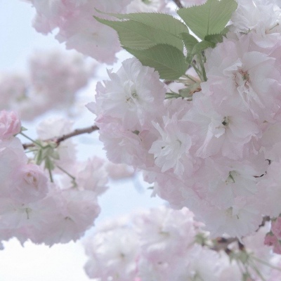 临泽FurryQQ群介绍